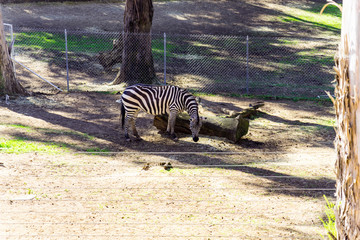 Fototapeta na wymiar Grant's Zebra - Animal, Living Organism ,Mammals