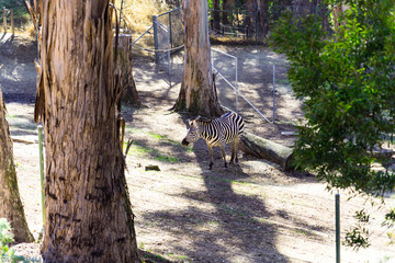 Grant's Zebra - Animal, Living Organism ,Mammals