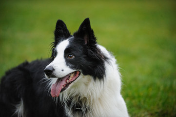 Black and white Border Collie dog portrait in grass