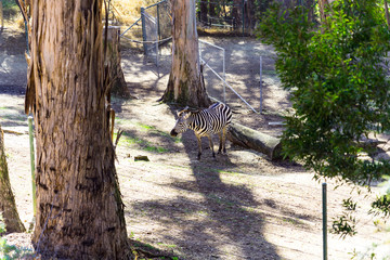 Grant's Zebra - Animal, Living Organism ,Mammals