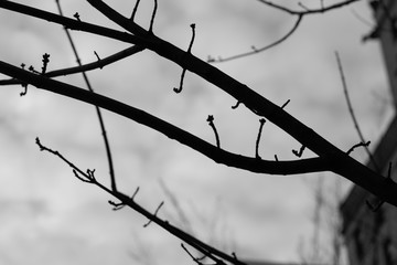 Branches swaying on a stormy cloudy day