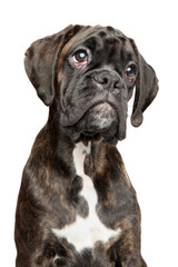 Portrait of sad young German Boxer dog