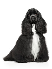 American Cocker Spaniel