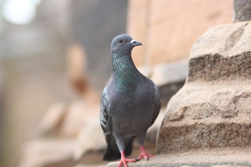 pigeon in the park