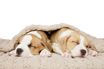 Amstaff puppies sweetly sleep under a blanket