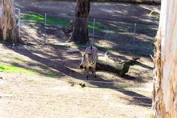 Grant's Zebra - Animal, Living Organism ,Mammals