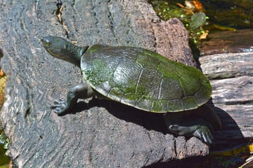 Australian Freshwater Turtle