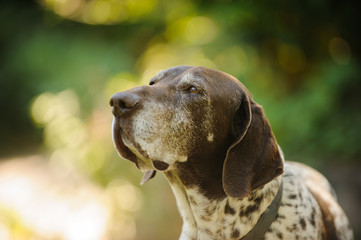 Senior German Shorthair Pointer dog portrait