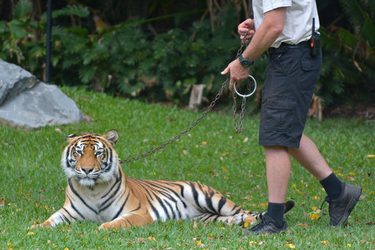 Bengal tiger on a leash