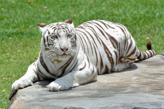 White Bengal tiger lie down