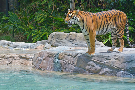 Bengal tiger beside a water stream
