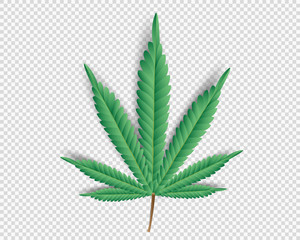 Cannabis,Marijuana leaf on transparent 
