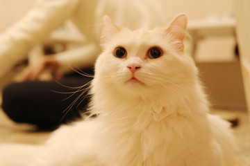 見上げるマンチカン