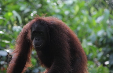 orangutan Borneo