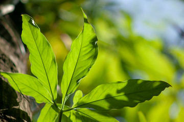 Abstract Natural light shines through leaf blur and bokehgreen background. Green leaves and blurred highlights in the background.