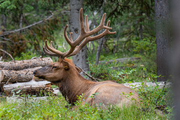 Elk of Yellowstone