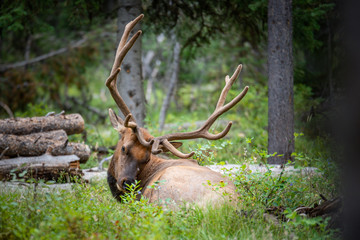 Elk of Yellowstone
