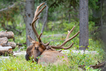 Elk of Yellowstone