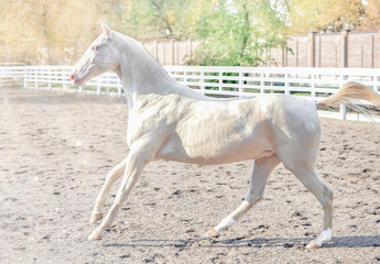 Naklejka na ściany i meble Akhal-Teke horse portrait. Perlino or cremello thoroughbred mare with blue eyes, blur golden foliage background. Turkmen purebred blue-eyed isabelline equine.