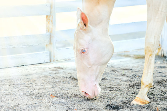 Akhal-Teke horse portrait. Perlino or cremello thoroughbred mare with blue eyes, blur golden foliage background. Turkmen purebred blue-eyed isabelline equine.