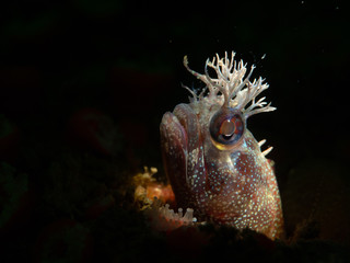 Fringehead on Shale Island, Monterey