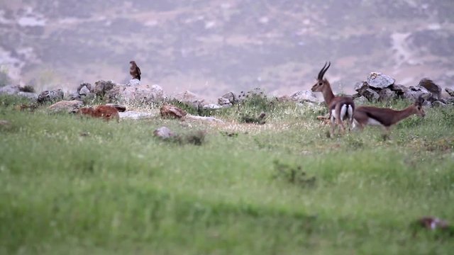 Israeli mountain gazelle walk in the field