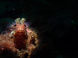 Fringehead on Shale Island, Monterey