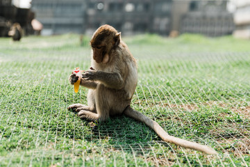 Monkeys of Lopburi
