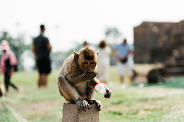 Monkeys of Lopburi