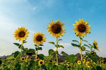 Lopburi Sunflowers