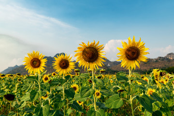 Lopburi Sunflowers