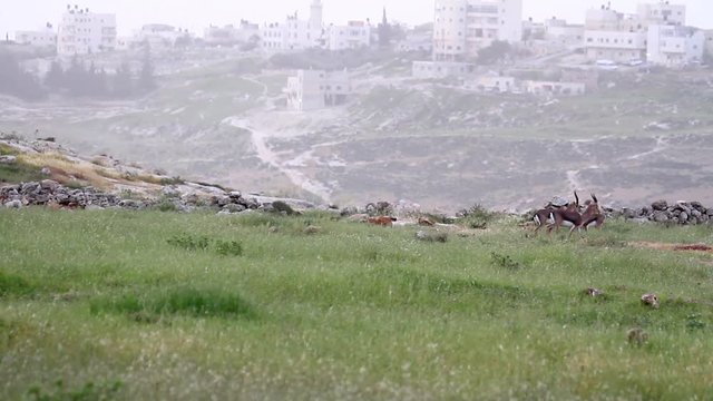 Israeli mountain gazelle walk in the field