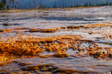 Yellowstone thermal spring