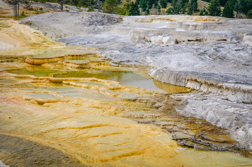 Mammoth Hot Springs  in Yellowstone National Park