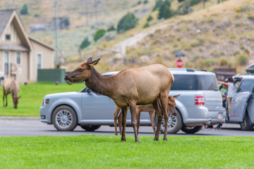 Elk of Yellowstone
