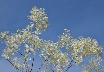The soft focus surface texture of white christmas leave with blue sky background.