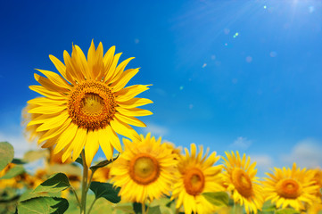 sunflower field over cloudy blue sky and bright sun light