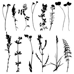 Obraz premium Set of herbs and flowers silhouettes