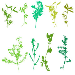 Set of herbs and flowers silhouettes