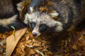 Tanuki laying in thatch curiously looking up. 