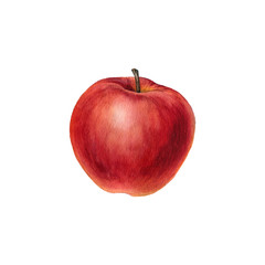 watercolor drawing apple
