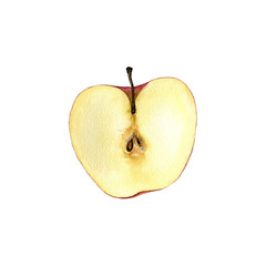 watercolor drawing apple