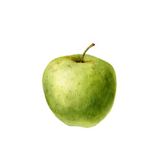 watercolor drawing apple