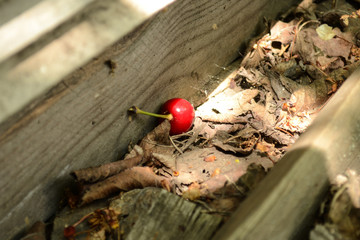 fallen sweet cherry lost in fallen leaves