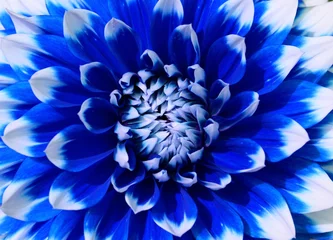 Badkamer foto achterwand Closeup of a blue and white dahlia flower  © saurav005