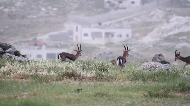 Israeli mountain gazelle in urban place