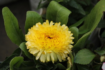 Sparkling yellow flower 