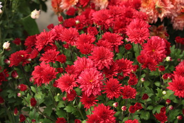 Red Chrysanthemums in garden