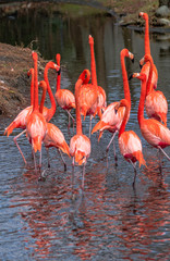 Fototapeta na wymiar Bright Orange and Pink Feathers on a Flock of Ping Flamingos in a Pond