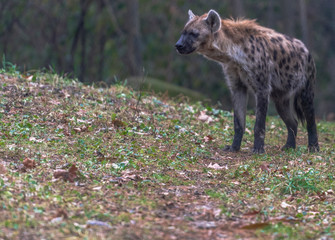 Earth Toned Fur on a Single Spotted Hyena Foraging in a Field